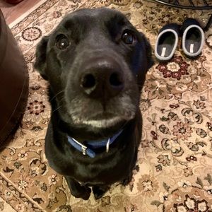 Meet your Posher, Danko